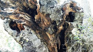 One of the Kind: Part 2 – Encounter