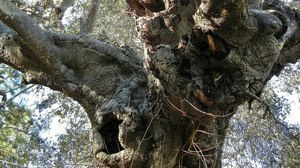 One of the Kind: Part 3 – Farewell